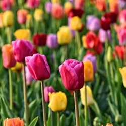 tulipes à planter au printemps