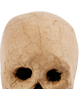 Crâne en papier mâché