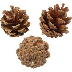 Pommes de pin