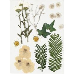 Fleurs et feuilles pressées, blanc cassé, 1 Pq.
