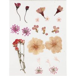 Fleurs et feuilles pressées, rose clair, 1 Pq.
