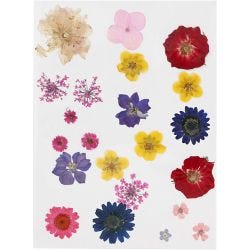 Fleurs et feuilles pressées, ass. de couleurs, 1 Pq.