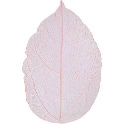 Squelettes de feuilles