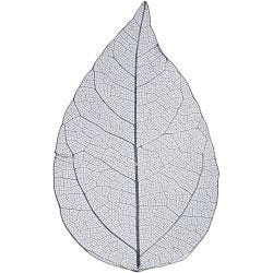 Squelettes de feuilles