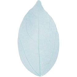 Squelettes de feuilles