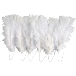 Plumes