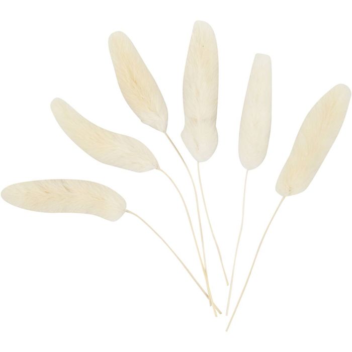 Plante 'queue-de-lièvre', L : 3-7 cm, 6 pièces/ 1 Pq.