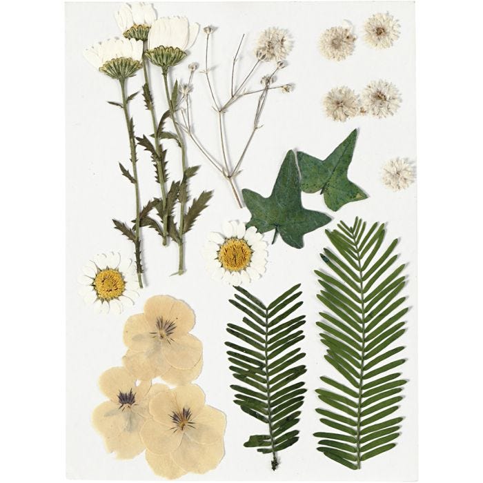 Fleurs et feuilles pressées, blanc cassé, 1 Pq.