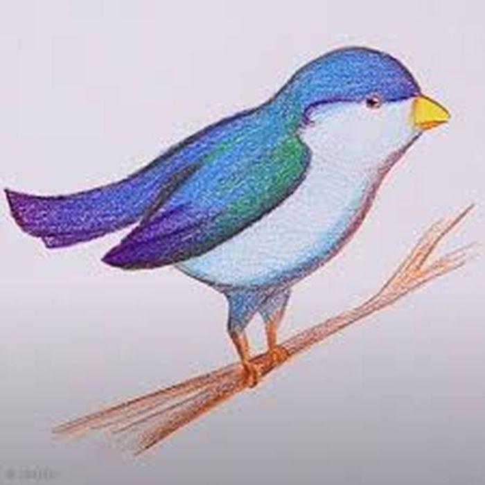 Apprendre à dessiner un oiseau