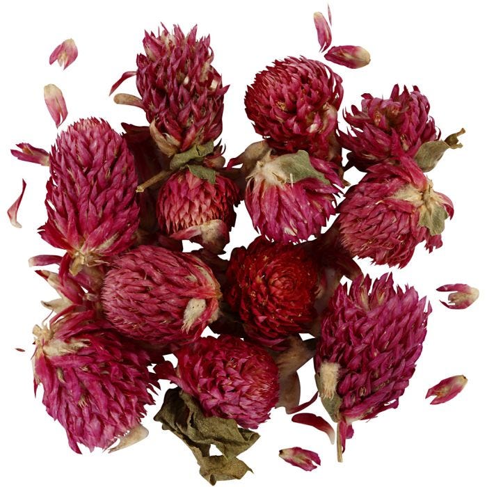 Fleurs Séchées, Trèfle rouge, L : 1,5-2,5 cm, d 1 - 1,5 cm, 15 gr, violet, 1 Pq.