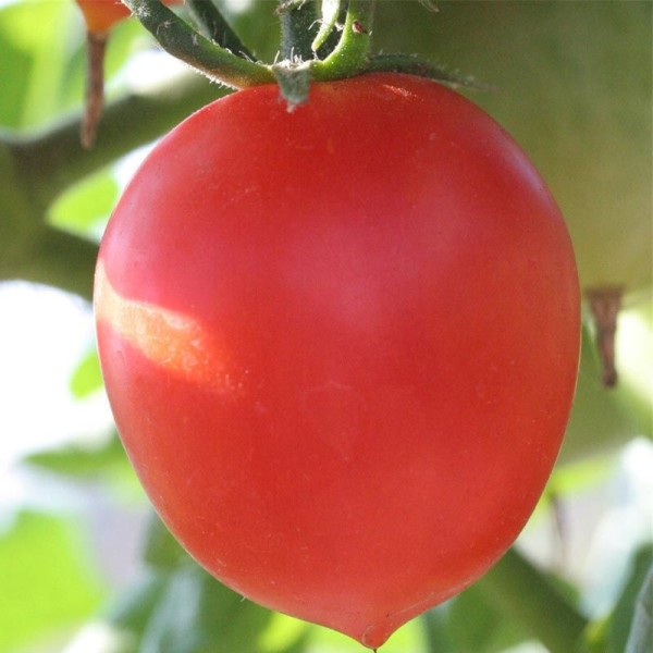Tomate Petit Cœur De Bœuf Bio - Graines À Semer - Photo n°3
