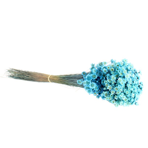 Fleurs séchées - Glixia Bleu - 45 cm environ - Photo n°3