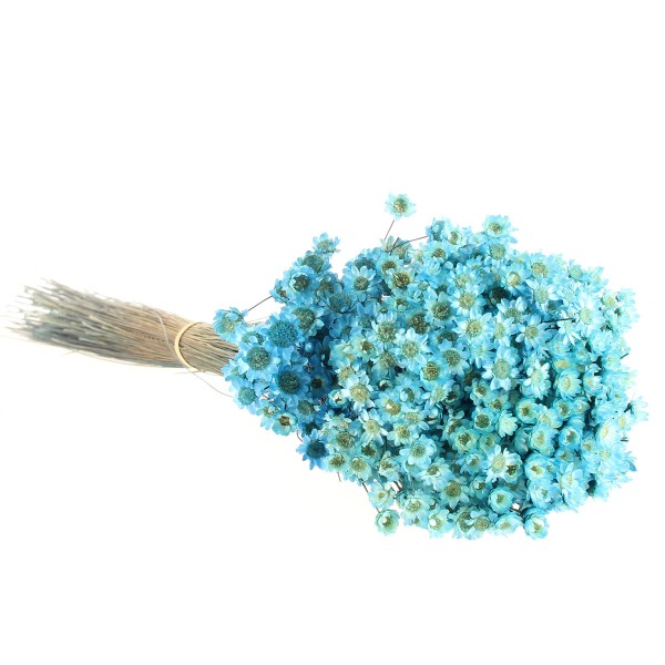 Fleurs séchées - Glixia Bleu - 45 cm environ - Photo n°1