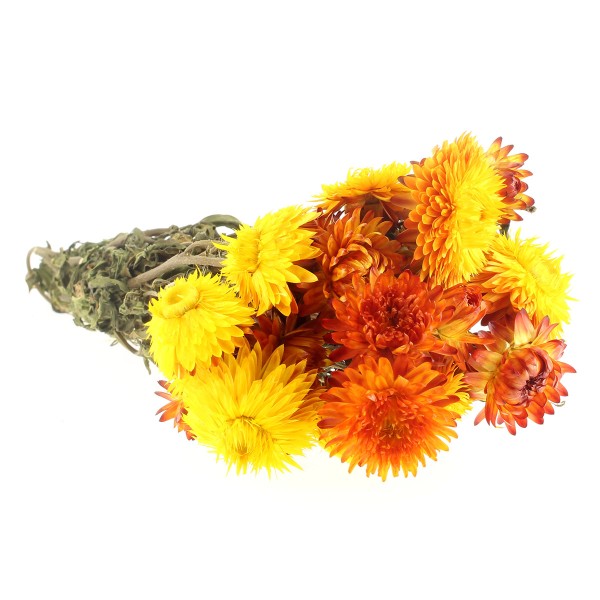 Fleurs séchées - Helichrysum Orange - 50 cm environ - Photo n°1