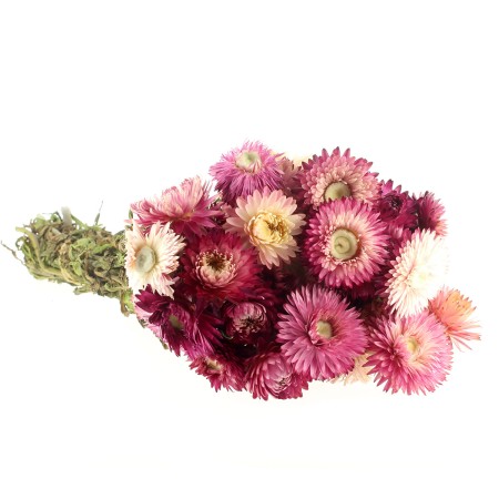 Fleurs séchées - Helichrysum Rose - 50 cm environ