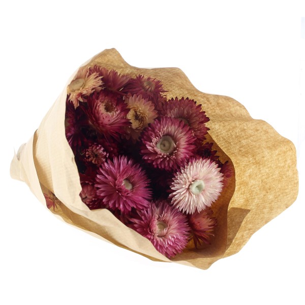 Fleurs séchées - Helichrysum Rose - 50 cm environ - Photo n°2