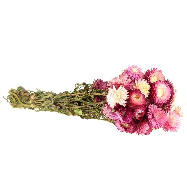 Fleurs séchées - Helichrysum Rose - 50 cm environ - Photo n°3