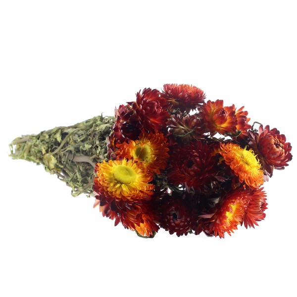 Fleurs séchées - Helichrysum Rouge - 50 cm environ - Photo n°3