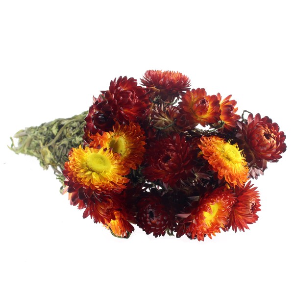 Fleurs séchées - Helichrysum Rouge - 50 cm environ - Photo n°1
