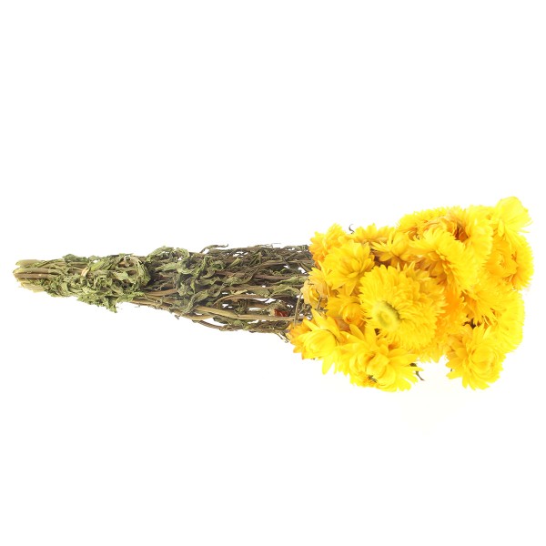 Fleurs séchées - Helichrysum Jaune - 50 cm environ - Photo n°3