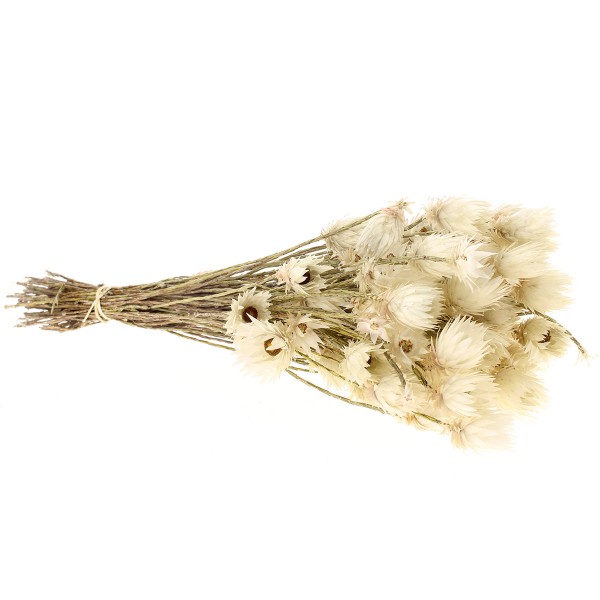 Fleurs séchées - Everlasting Blanc - 30 cm environ - Photo n°3
