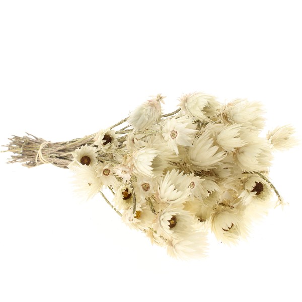 Fleurs séchées - Everlasting Blanc - 30 cm environ - Photo n°5