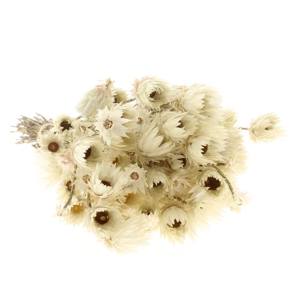 Fleurs séchées - Everlasting Blanc - 30 cm environ - Photo n°1