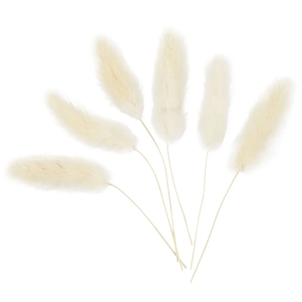 Fleurs séchées - Lagurus Blanc - 3 à 7 cm - 6 pcs - Photo n°1