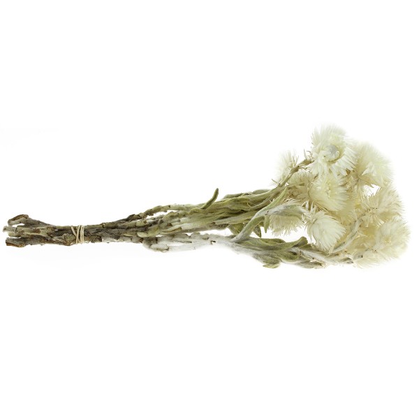 Fleurs séchées - Capblumen Blanc - 30 cm - Photo n°2