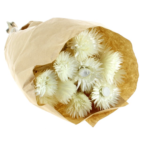 Fleurs séchées - Capblumen Blanc - 30 cm - Photo n°4