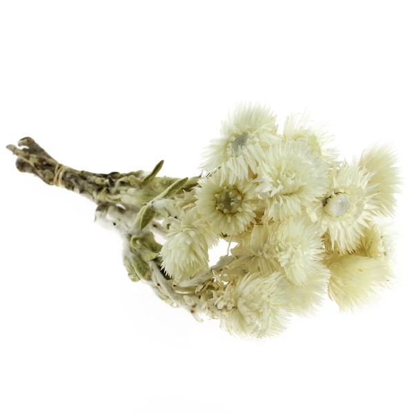 Fleurs séchées - Capblumen Blanc - 30 cm - Photo n°1