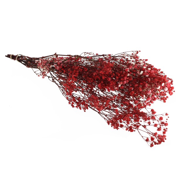 Fleurs séchées - Gypsophile Rouge - 60 cm - Fleurs séchées - Creavea