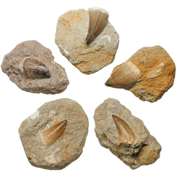 Dent de mosasaure fossilisée sur matrice. - Photo n°1