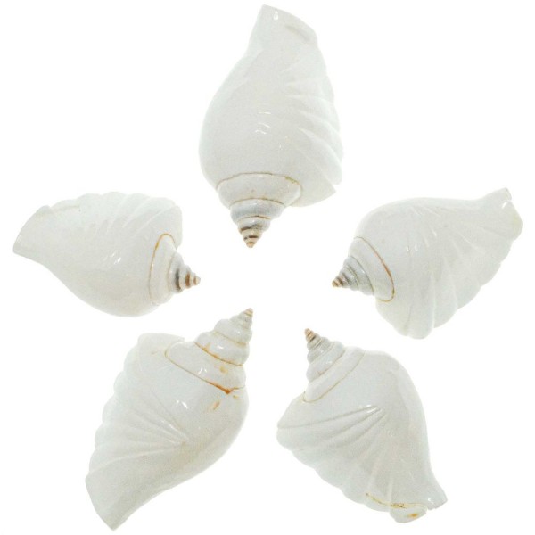 Coquillages strombus canarium taillé poli - 5 à 7 cm - Lot de 2. - Photo n°2