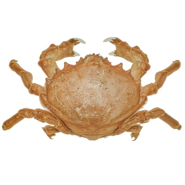 Crabe dromia personata naturalisé - Taille carapace 11 à 13 cm. - Photo n°1