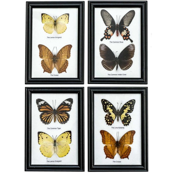 Cadre 12 x 17 cm avec 2 papillons véritables naturalisés - A l'unité. - Photo n°1