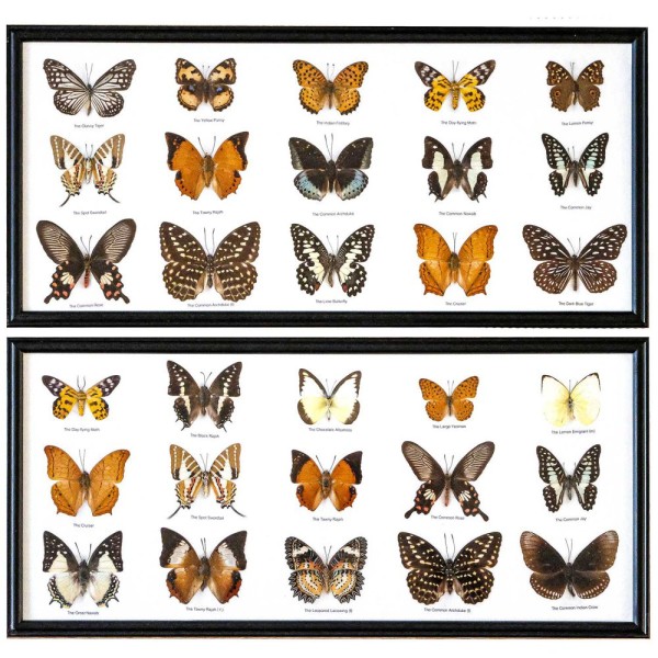 Cadre 53 x 25 cm avec 15 papillons véritables naturalisés - A l'unité. - Photo n°2