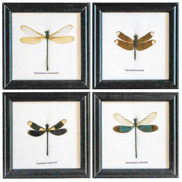 Cadre 12 x 12 cm avec une libellule véritable naturalisée - A l'unité. - Photo n°2
