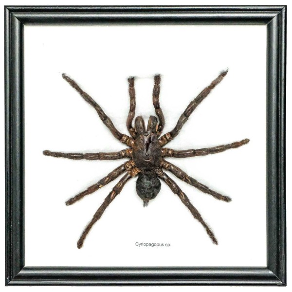 Cadre 20 x 20 cm araignée cyriopagopus véritable naturalisée. - Photo n°2