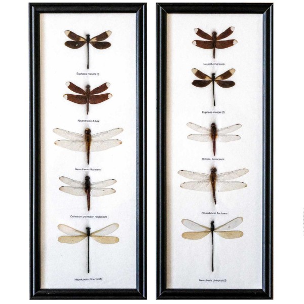 Cadre 15 x 37 cm avec 5 libellules véritables naturalisées - A l'unité. - Photo n°1