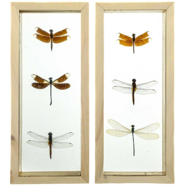 Cadre vitré transparent 11 x 26 cm avec 3 libellules véritables naturalisées - A l'unité. - Photo n°1
