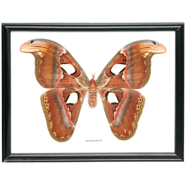Cadre 27 x 22 cm papillon atlas moth véritable naturalisé. - Photo n°2