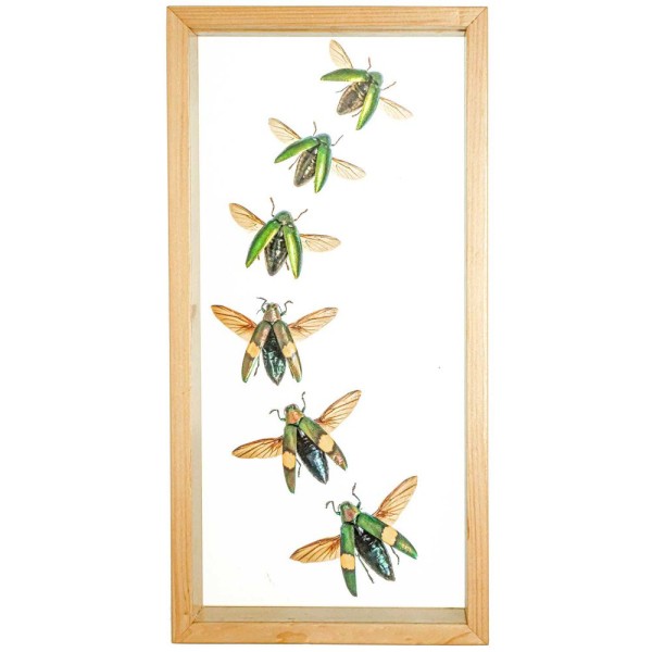 Cadre vitré transparent 18 x 35 cm avec 6 coléoptères véritables naturalisés . - Photo n°2