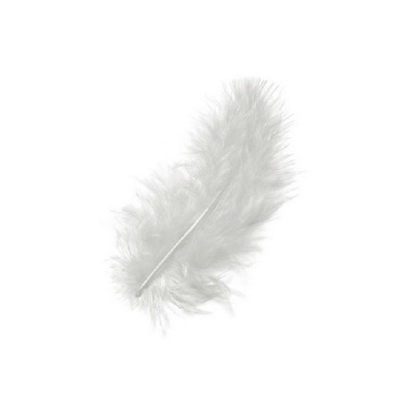 Plumes blanches - Photo n°1
