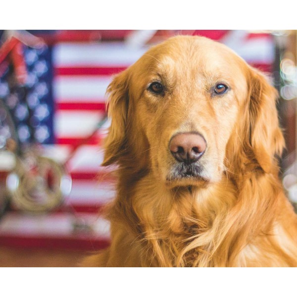 1pc Golden Retriever Dog Easy Painting By Number Diy Kit, Brunbo Design Exclusive, Décor de peinture - Photo n°1
