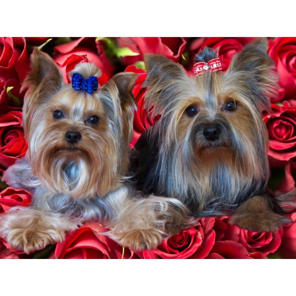 1pc Yorkshire Terrier Yorkie Dog Easy Painting By Number Diy Kit, Brunbo Design Exclusive, Décor de - Photo n°1
