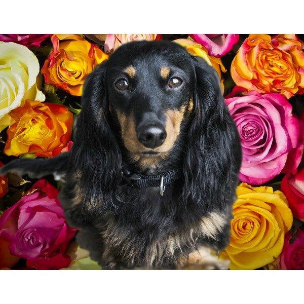 1pc Dachshund Dog Easy Painting By Number Diy Kit, Brunbo Design Exclusive, Décor de peinture à l'hu - Photo n°1