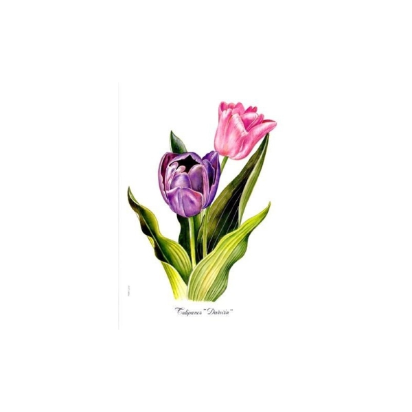 Image 3D - f23 - 24x30 - tulipes - Photo n°1