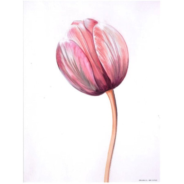 Image 3D 3107025 - 24x30 - tulipes papier brillant - Photo n°1