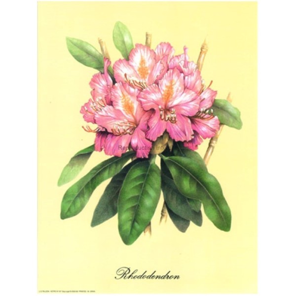 Image 3D - Astro 187 - 24x30 - Rhododendron - Photo n°1
